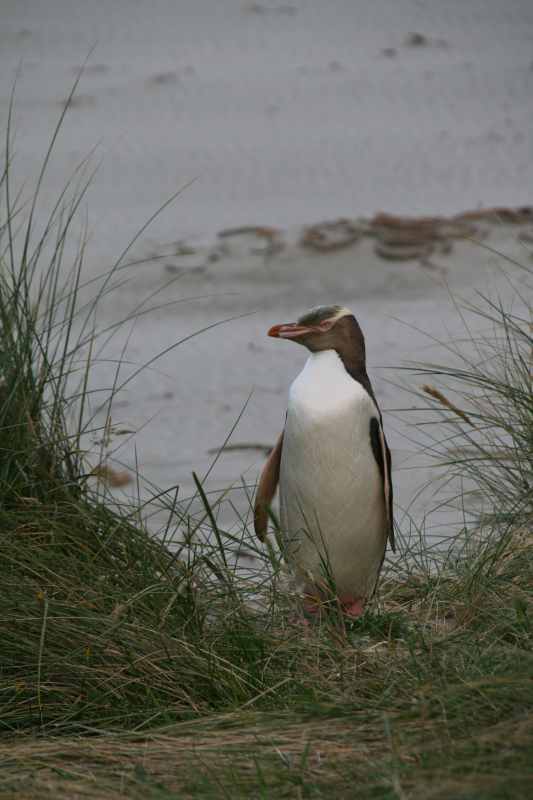 Nieuw-Zeeland 2011 - 2036